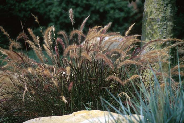 Pennisetum 'Eaton Canyon'