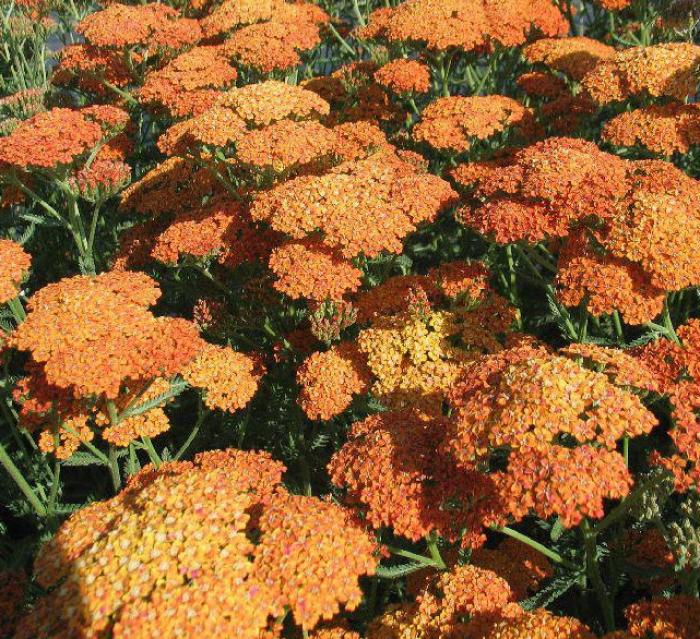 Plant photo of: Achillea millefolium 'Terra Cotta'