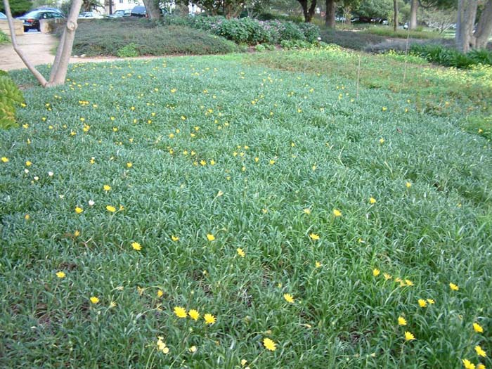 Semi-Trailing Yellow Gazania