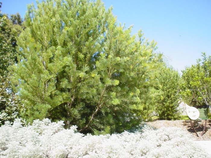 Sweet Hakea