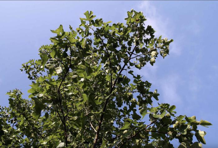 Plant photo of: Liquidambar styraciflua