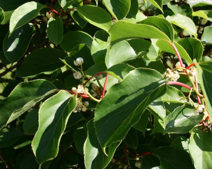 Bower or Hardy Actinidia