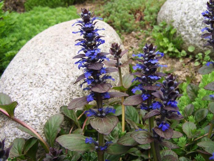 Ajuga reptans