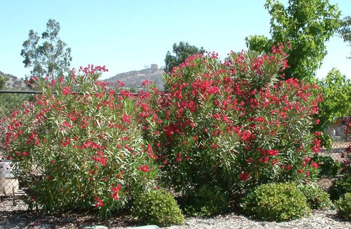 Nerium oleander