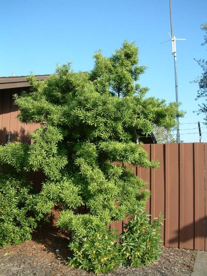 Podocarpus macrophyllus