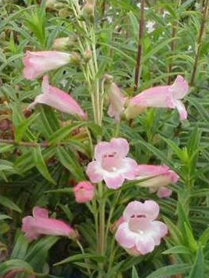 Penstemon 'Apple Blossom'