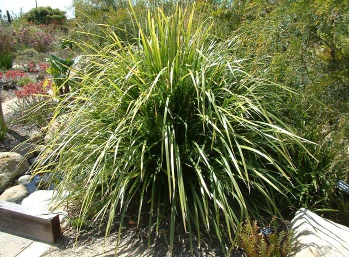 Dianella tasmanica