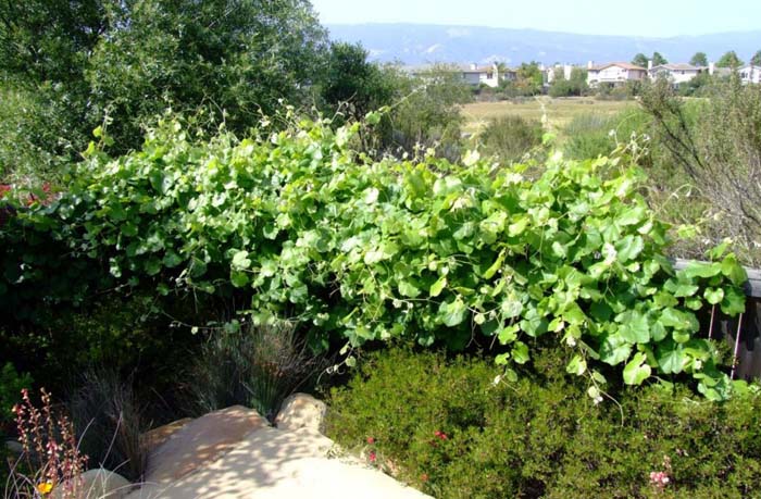 European Grapevine