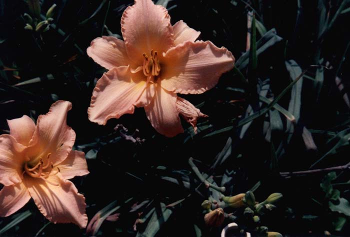 Hemerocallis 'Delicate Treasure'