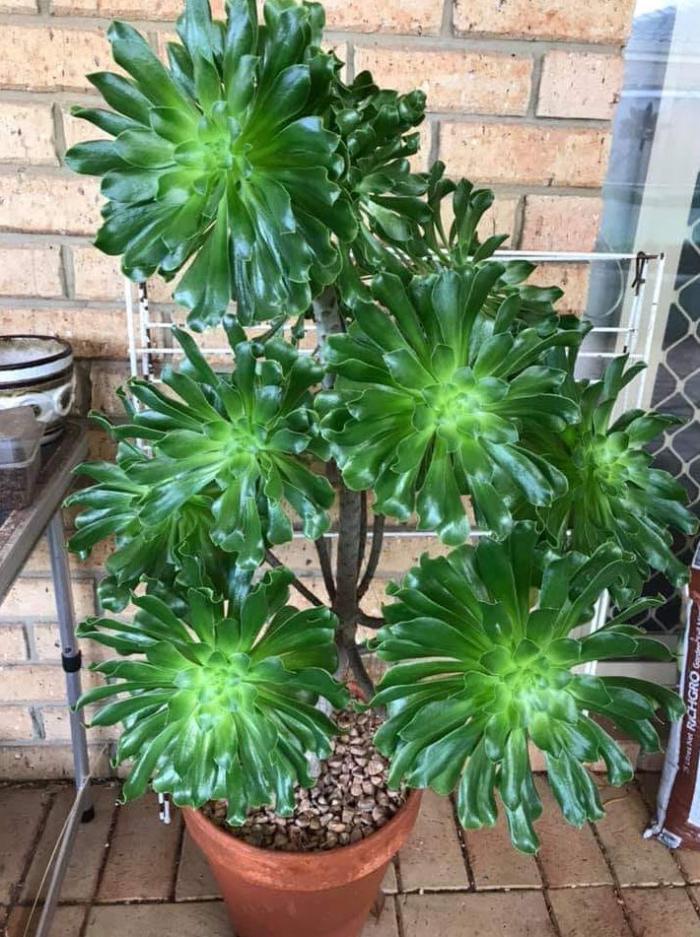 Stalked Aeonium