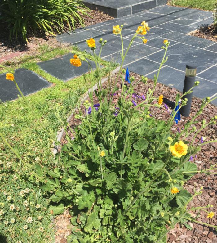 Geum 'Yellow'