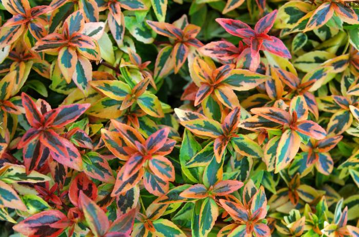 Kaleidescope Pink Abelia