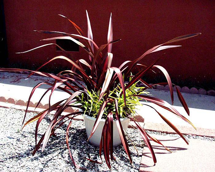 Phormium 'Dazzler'