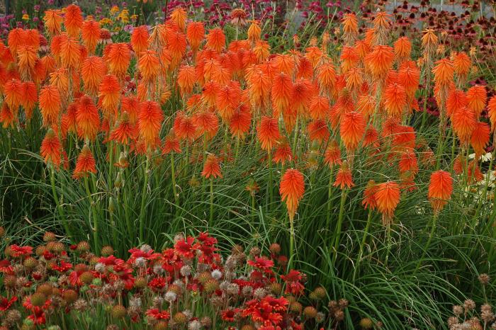 Kniphofia 'Fire Glow'