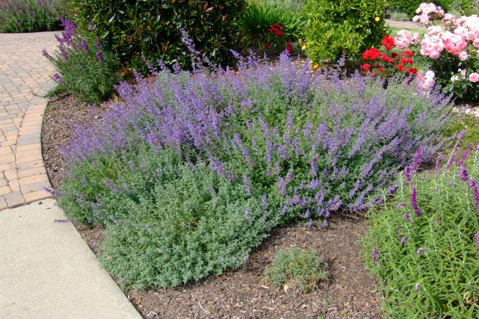 Dropmore Catmint