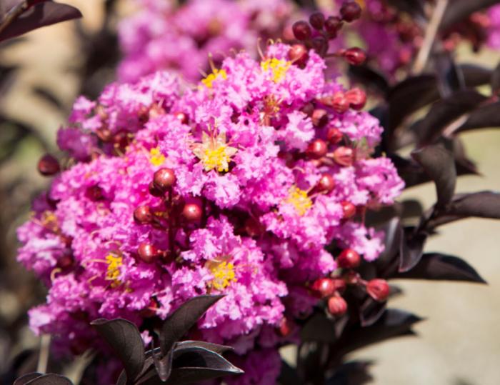 Delta Fusion Crapemyrtle