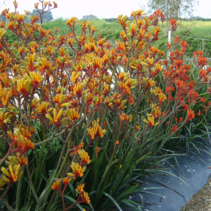 Anigozanthos hybrid 'Tequila Sunrise'