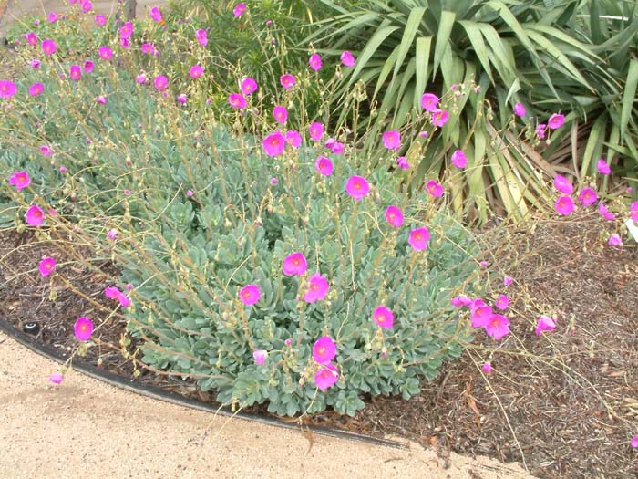 Rock Purslane