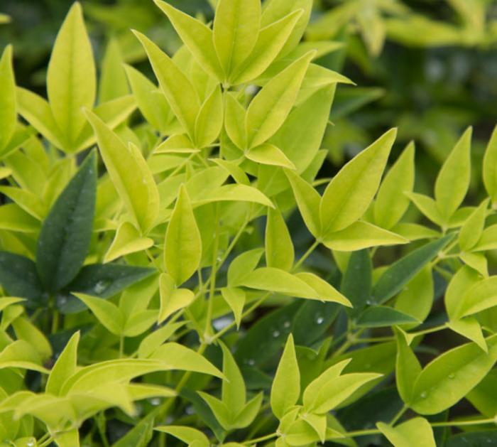 Nandina domestica 'Lemon Lime'