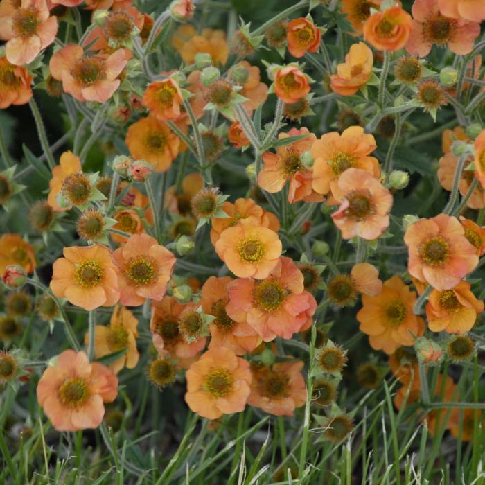 Geum 'Totally Tangerine'