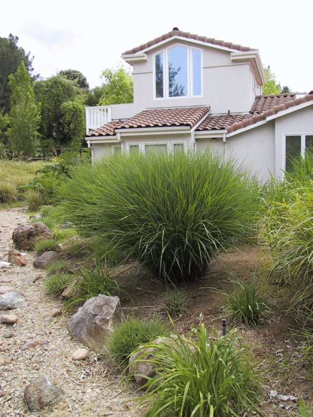 Calamagrostis X acutiflora 'Karl Foerste