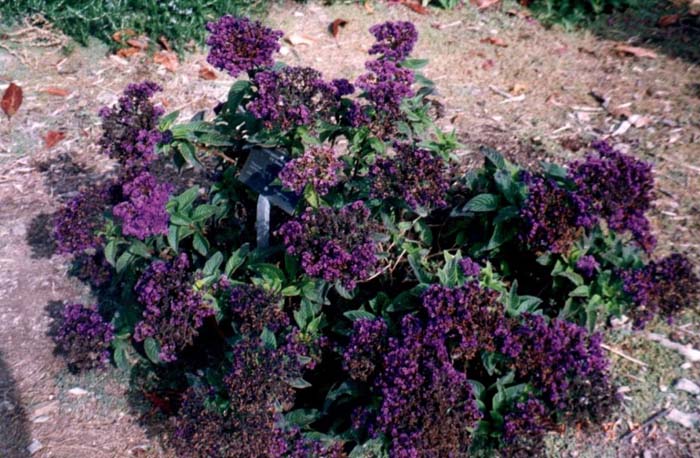 Heliotrope