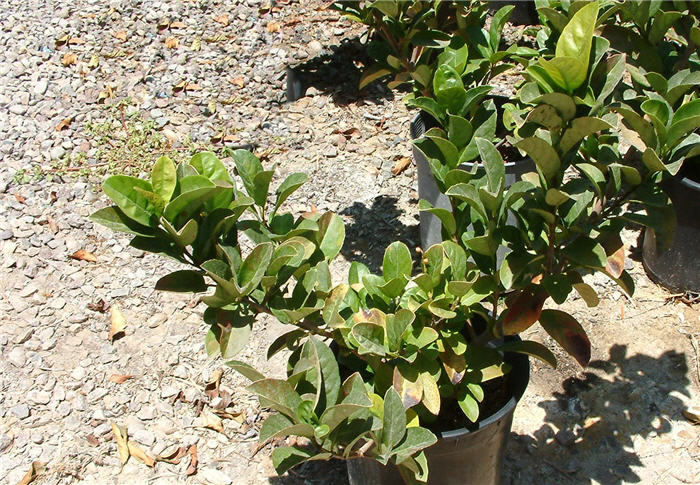 Japanese Viburnum