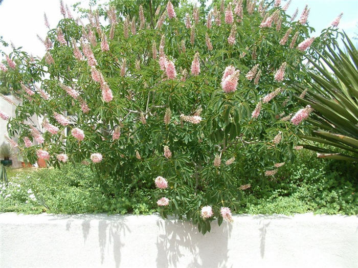 California Buckeye