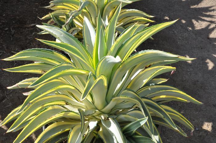 Agave des. 'Joe Hoak'