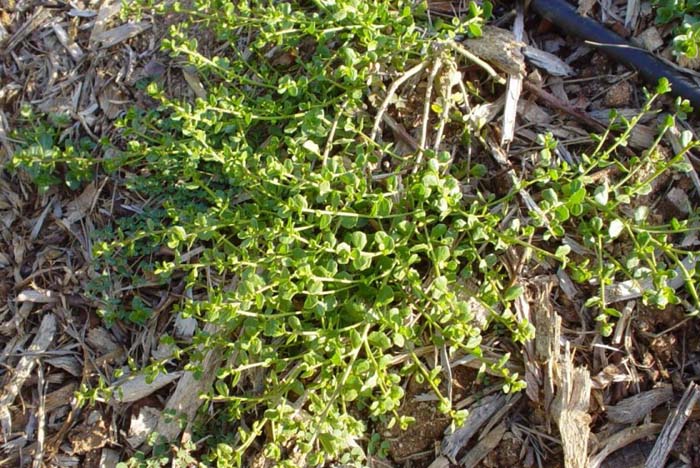 Coyote Bush