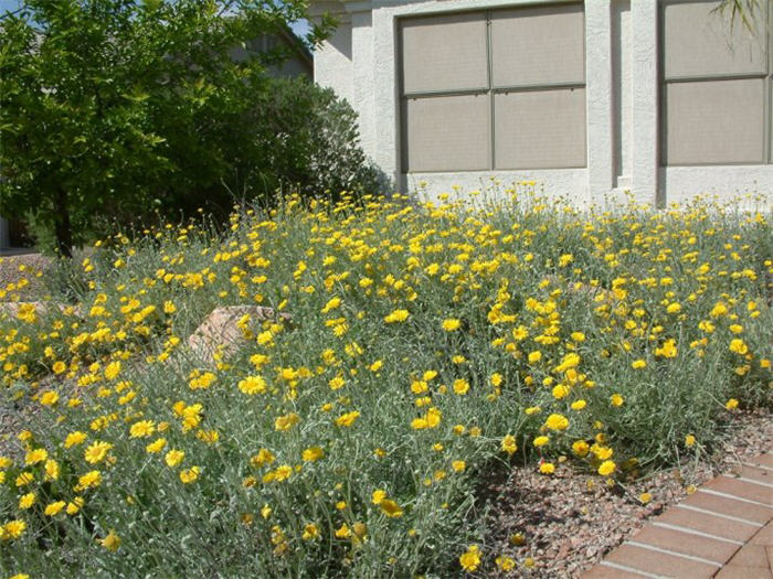 Desert Marigold