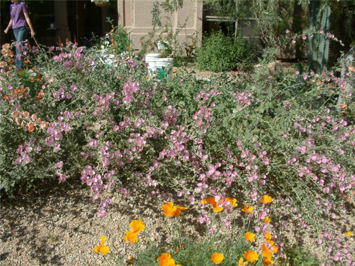 Sphaeralcea ambigua 'Pink Form'