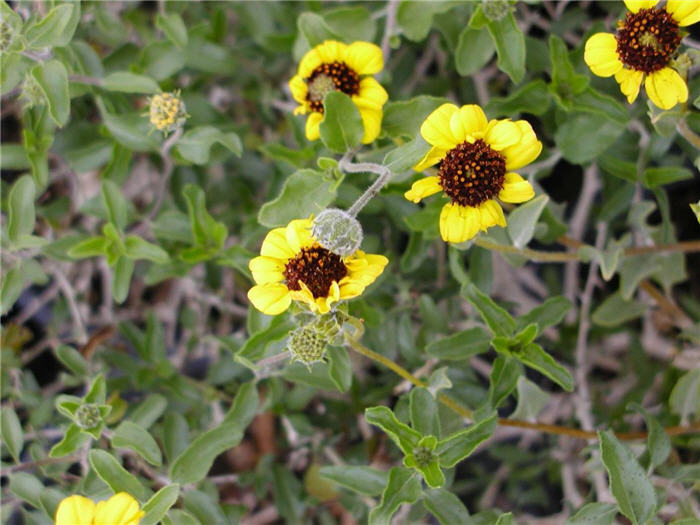 Green Brittlebush