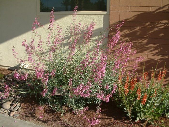 Penstemon parryi