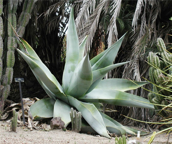 Plant photo of: Agave guiengola