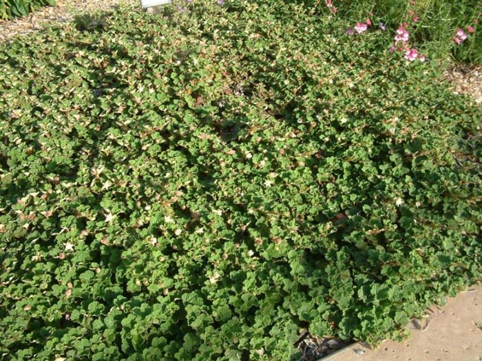 Rubus pentalobus