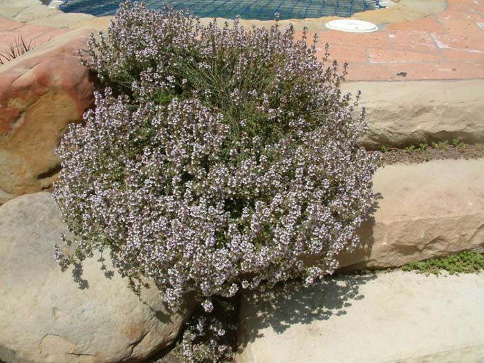 Purple Carpet Creeping Thyme