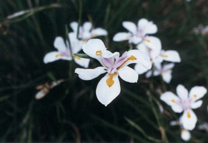 Butterfly Iris