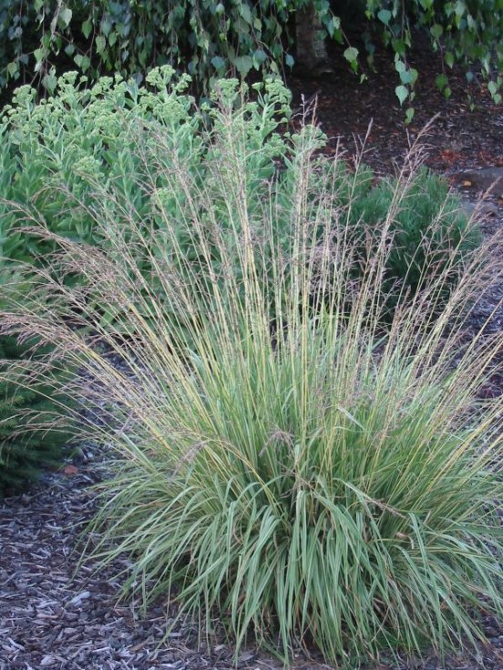 Pennisetum alopecuroides 'Hamelin'