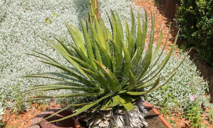 Agave filifera