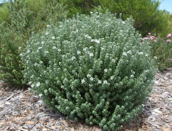 Coast Rosemary