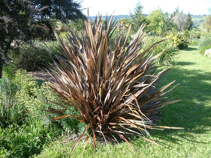 Phormium tenax 'Atropurpureum'