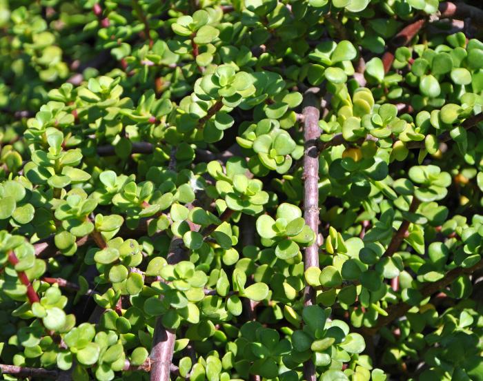 Portulacaria afra