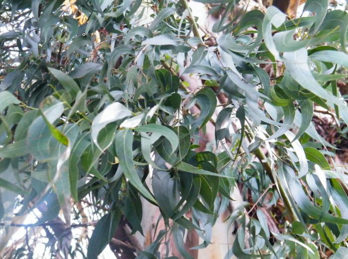 Eucalyptus viminalis