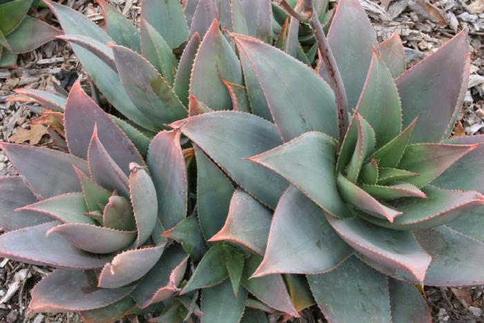 Aloe striata 'Ghost Aloe'