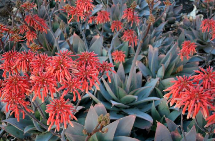 Plant photo of: Aloe striata 'Ghost Aloe'