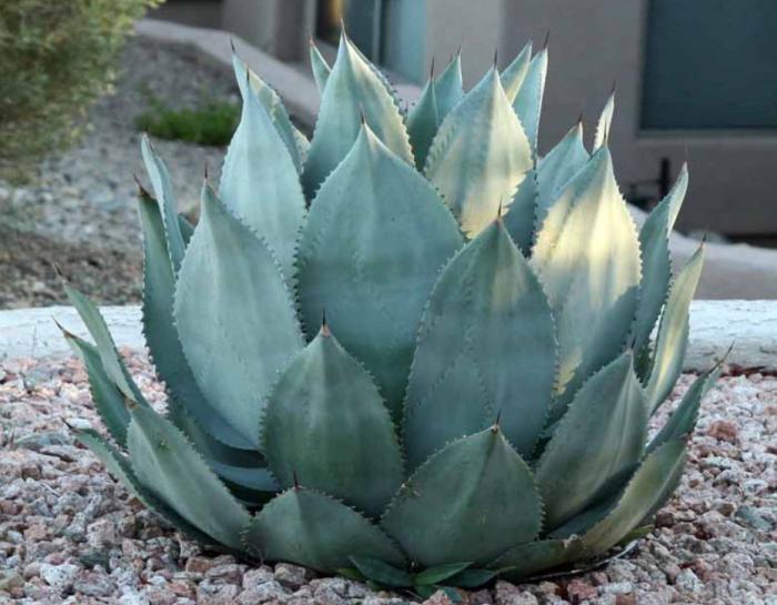 Agave celsii 'Nova'