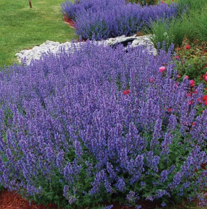 Nepeta racemosa 'Walker's Low'