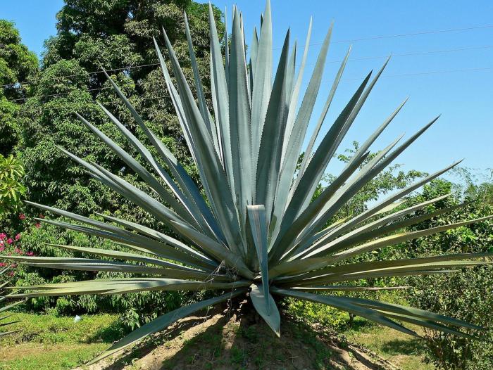 Agave tequilana