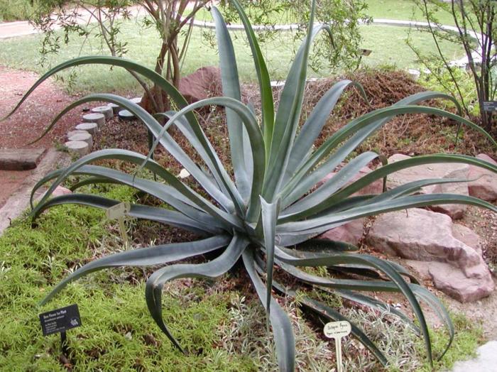 Agave vilmoriniana